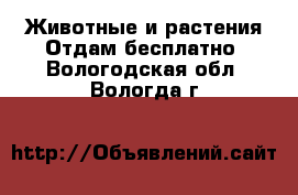 Животные и растения Отдам бесплатно. Вологодская обл.,Вологда г.